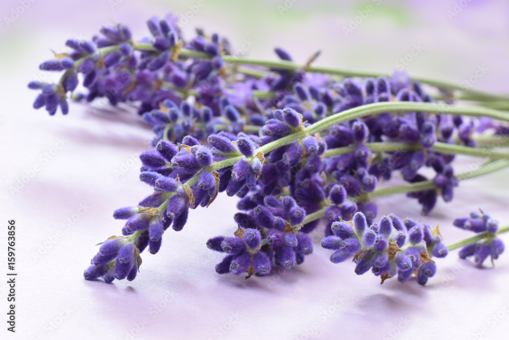 Naklejka premium lawenda