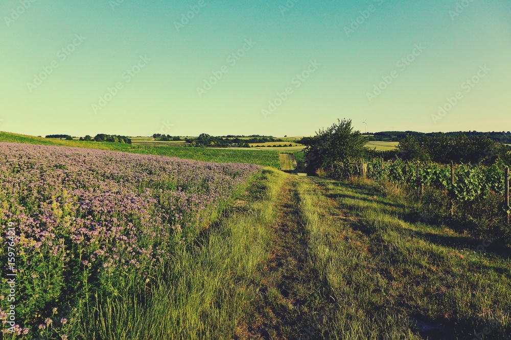 Idyllische Feldlandschaft mit Weinstöcken und lila Blüten
