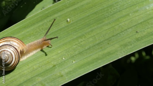 Snail Crawling On Leaflet 2