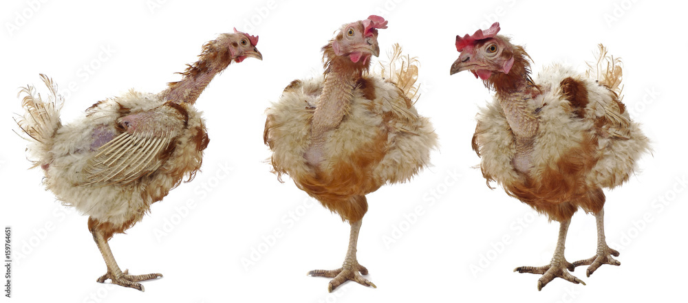 Fototapeta premium hen from caged farming - animal protection concept