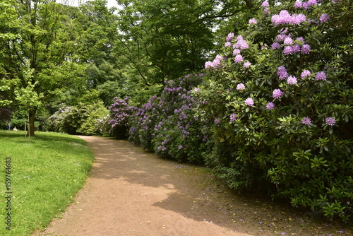 Chemin le long des arbustes de fleurs au domaine de Mariemont à Morlanwelz 