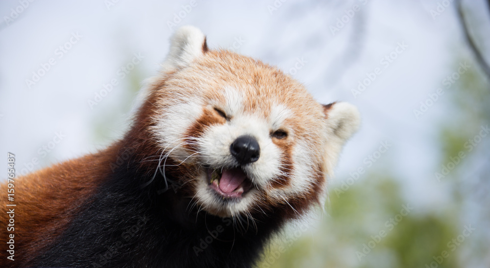 Panda Rojo Guiñando un Ojo Panda Rojo Guiñando un Ojo