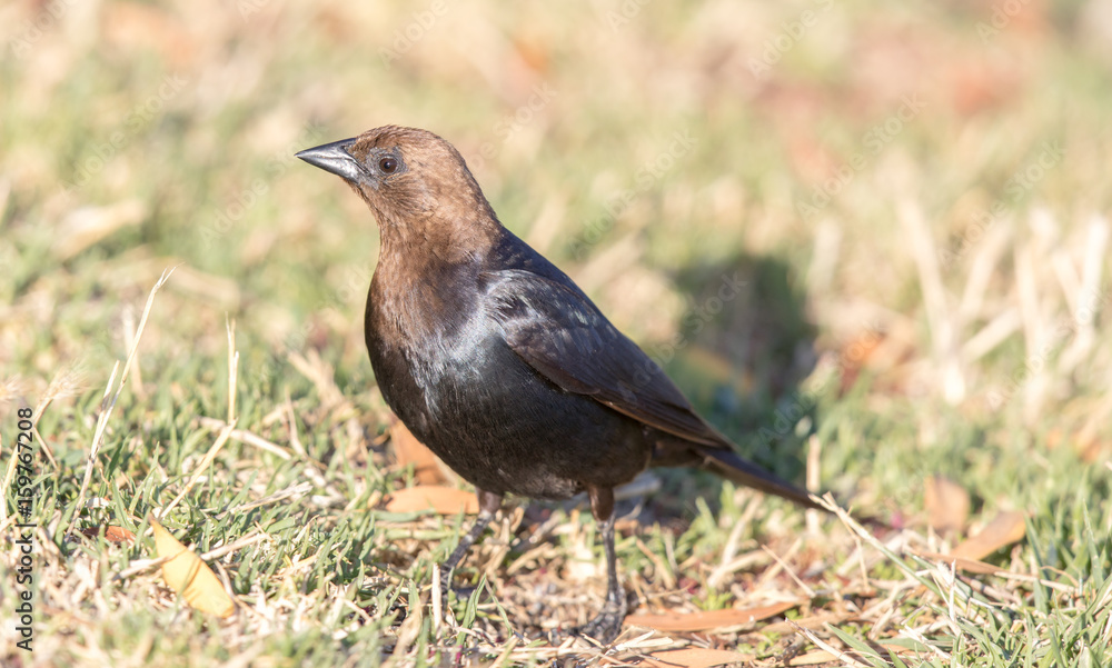 Brown-headed Cowbird - Molothrus ater, Adult Male. Santa Clara County, California, USA. Brown-headed Cowbird - Molothrus ater, Adult Male. Santa Clara County, California, USA.