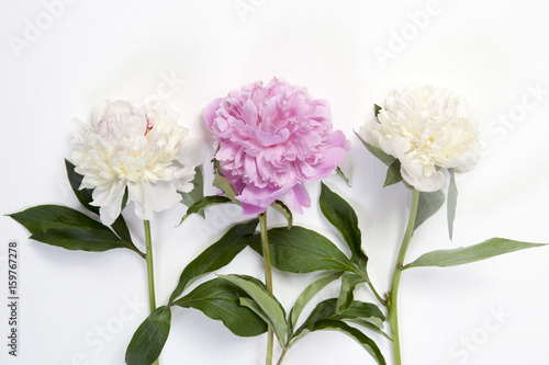 Cerise Pink and white Peony Flowers on the wooden white table