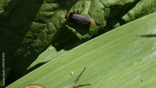 Snail And Longhorn Beetles