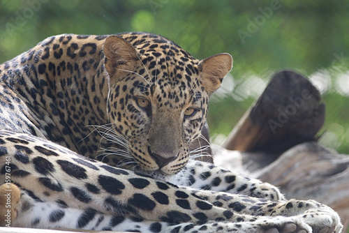 Close up shot of a leopard