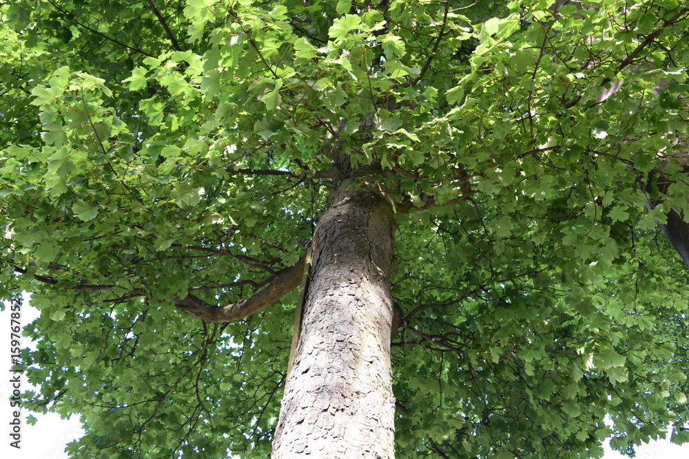 Fototapeta premium up a tree