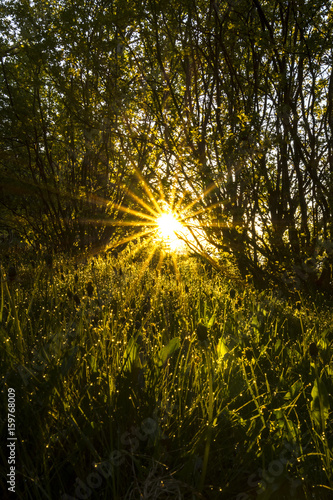 Sunrise Through the Trees