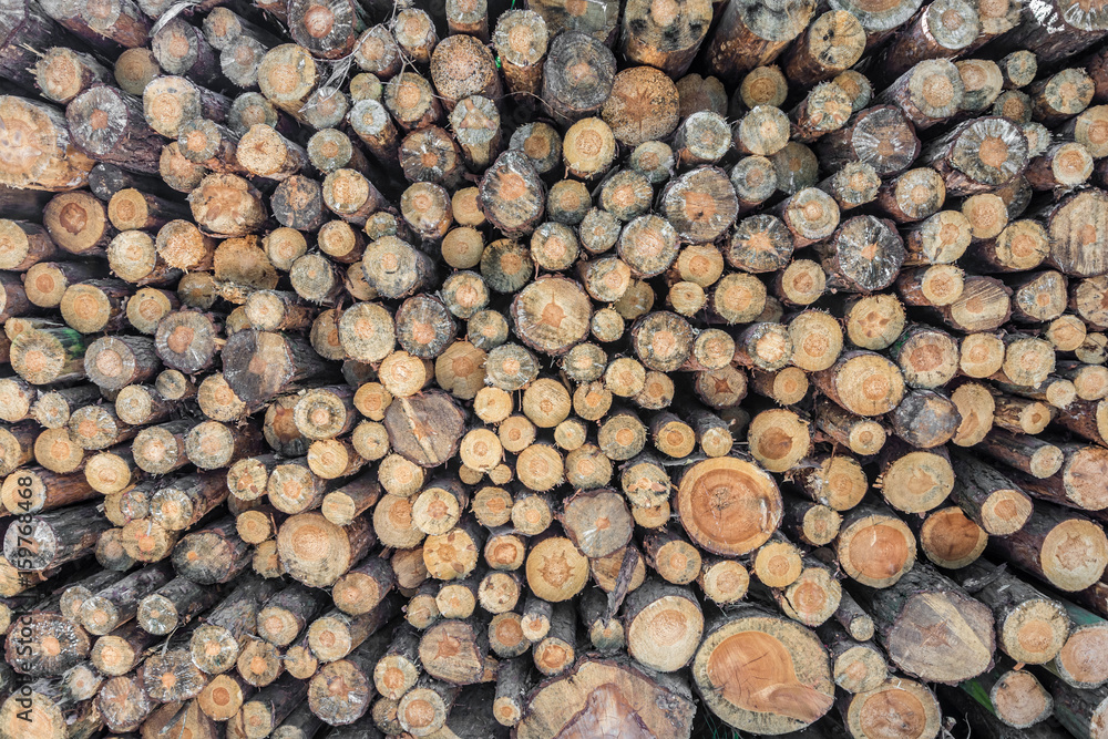 Brennholz als nachwachsender Naturbrennstoff Brennholz als nachwachsender Naturbrennstoff
