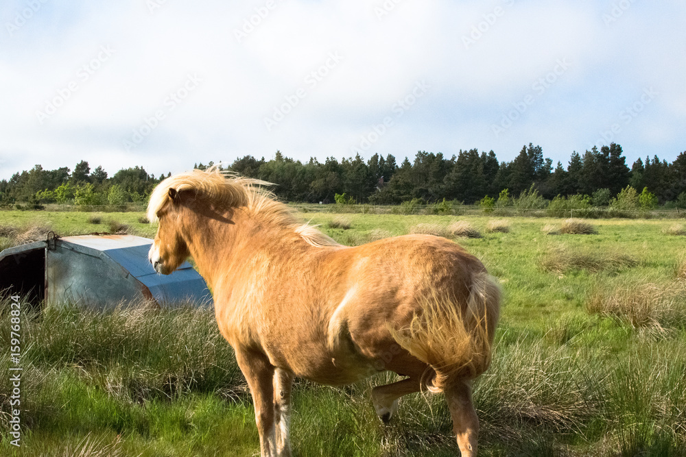 Fototapeta premium a lovely horse in a big green field