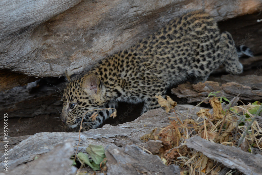 Obraz premium Leopard