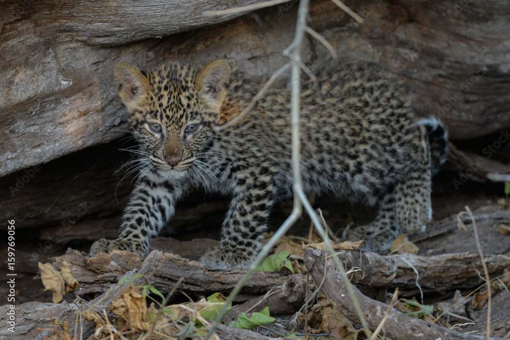 Obraz premium Leopard