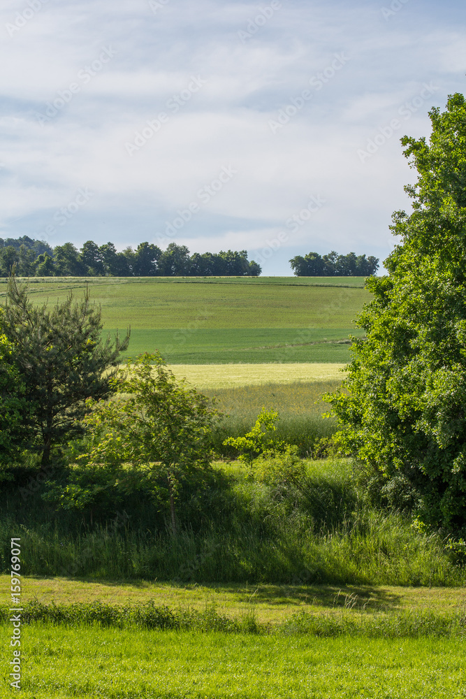 Naklejka premium summer landscape