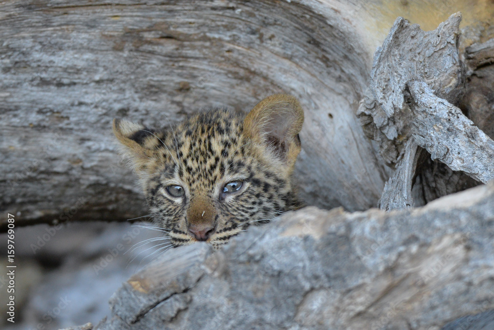 Fototapeta premium Leopard