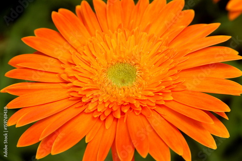 Orange Gerbera