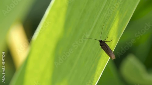 Fly Insect Sits On Leaf