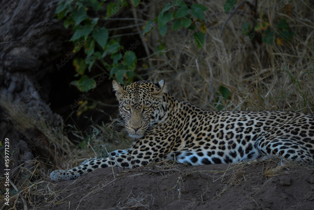 Leopard Leopard