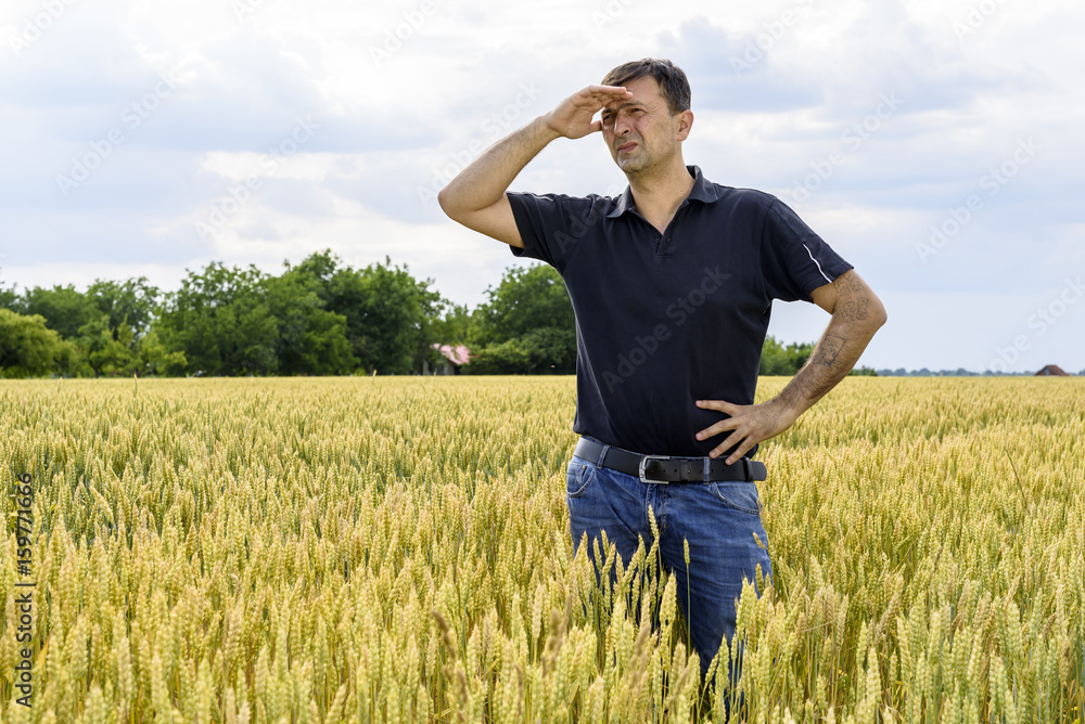 man inspecting yield in wheat field and taking notes man inspecting yield in wheat field and taking notes