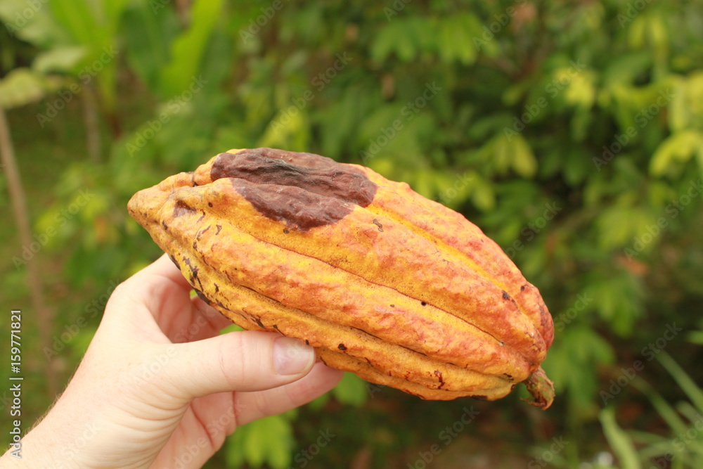 Fresh unripe cocoa bean is holding in hand.