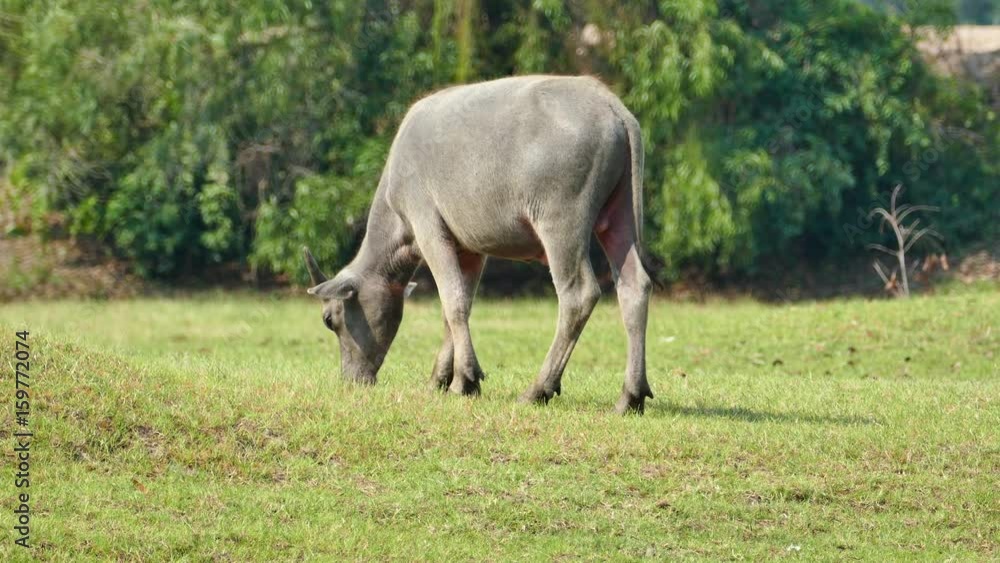 Buffalo on the meadow.