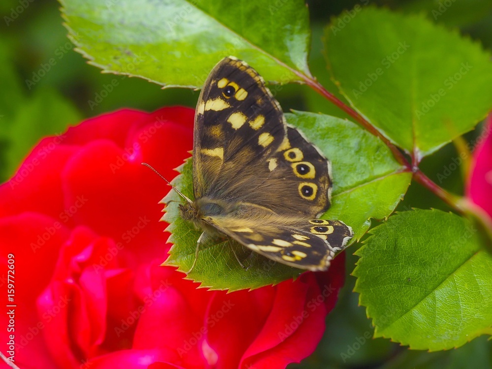 Obraz premium Butterfly 