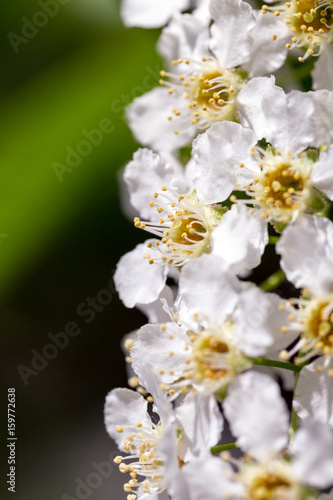 Flowering cherries (lat. Prunus padus)