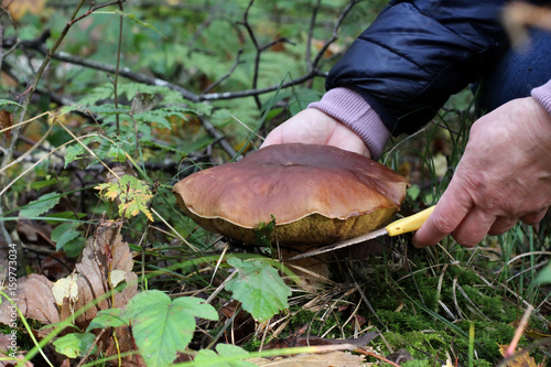 Mushroom / Mushroom cutting in the forest