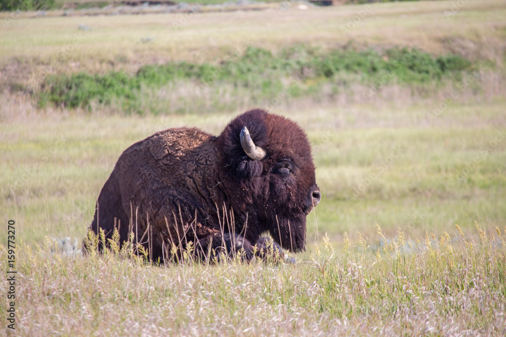 An American bison lays alone in the grasslands of South Dakota.