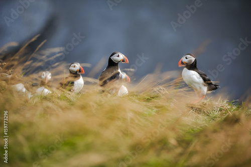 puffin on south of iceland