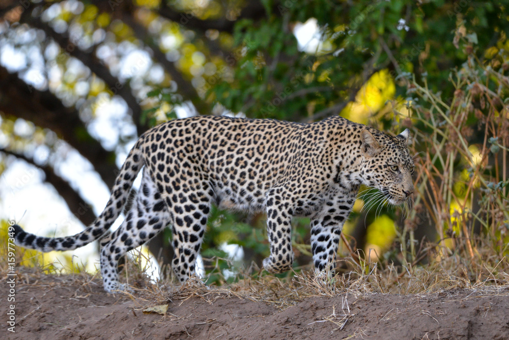 Obraz premium Leopard