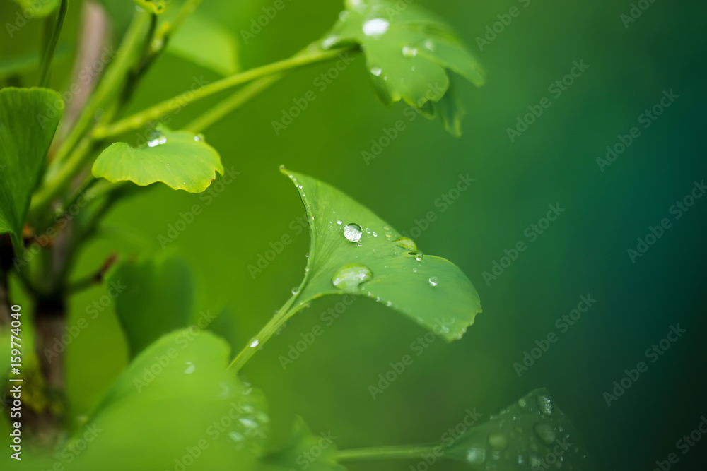 Fototapeta premium Raindrops close-up on young leaves of Ginkgo Biloba.