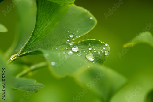 Raindrops close-up on young leaves of Ginkgo Biloba.