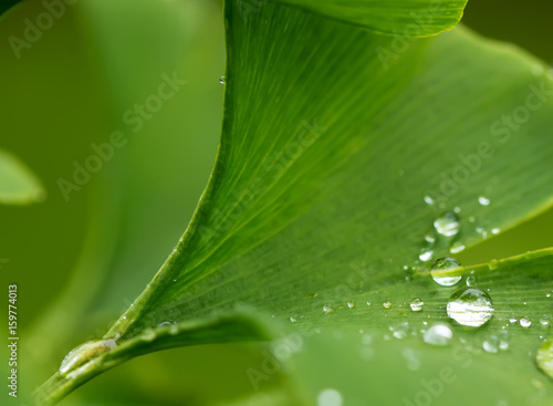 Raindrops close-up on young leaves of Ginkgo Biloba.