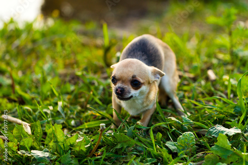 Schilderij op canvas Little scared chihuahua dog on the background of green grass