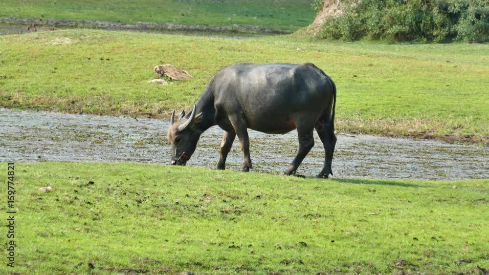Buffalo on the meadow.