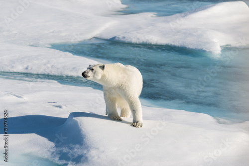 Polar bear on the pack ice