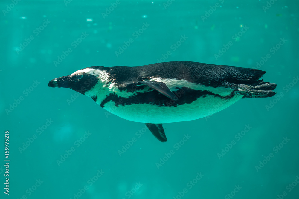 Obraz premium African penguin swims in the water in the Tbilisi zoo, the world of animals