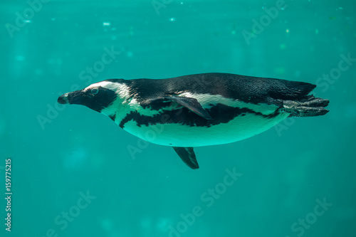 African penguin swims in the water in the Tbilisi zoo, the world of animals