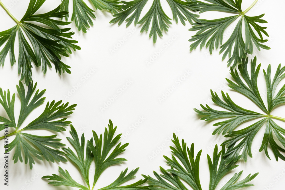 Green leaves on white background. Top view with copy space. Isolated. Floral pattern.