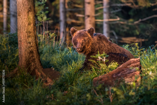 Brown bear  Ursus arctos  