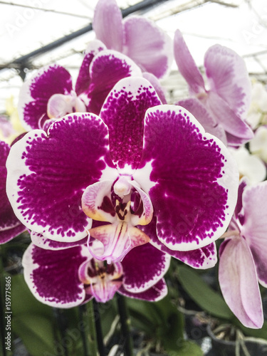 Orchid flower. Moth or Phalaenopsis orchid  beautiful colorful background.