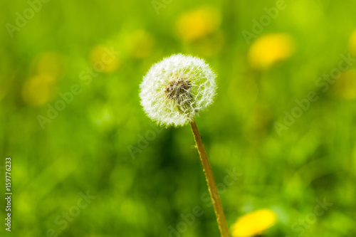 Dandelion against the background of green grass on a sunny summer day
