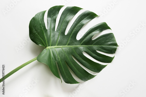 Canvas Print Single leaf of Monstera plant on white background