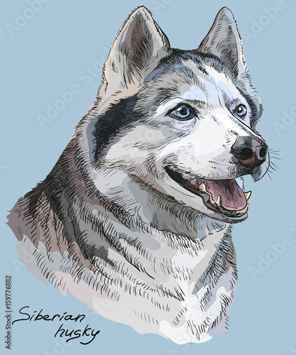 Colored hand drawing vector portrait of siberian husky