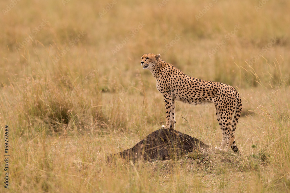 Naklejka premium CHeetah (Acinonyx jubatus)