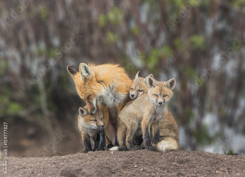 Squeezing In For Attention - A red fox kit squeezes in for some love from Mom.  