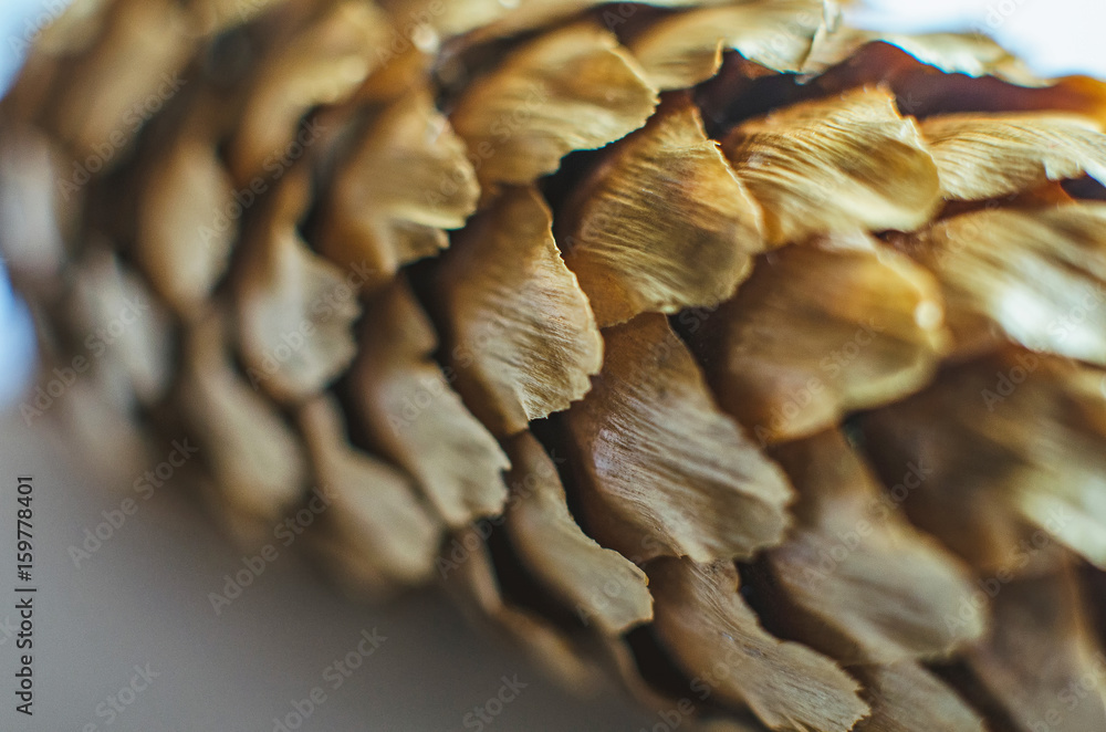 A cone from a pine