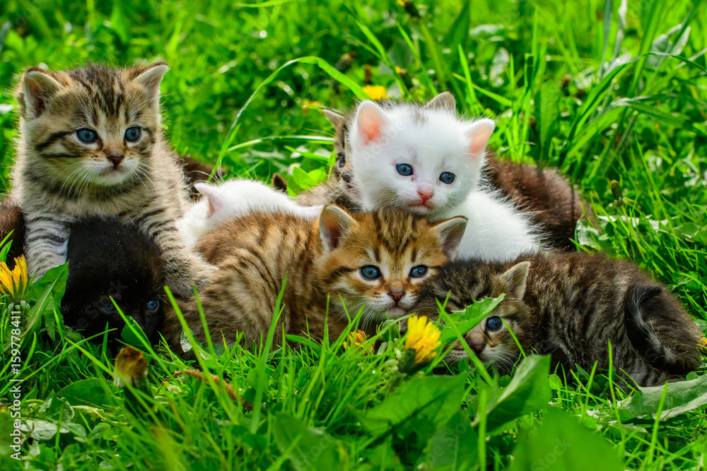 Group of little kittens in the grass Group of little kittens in the grass