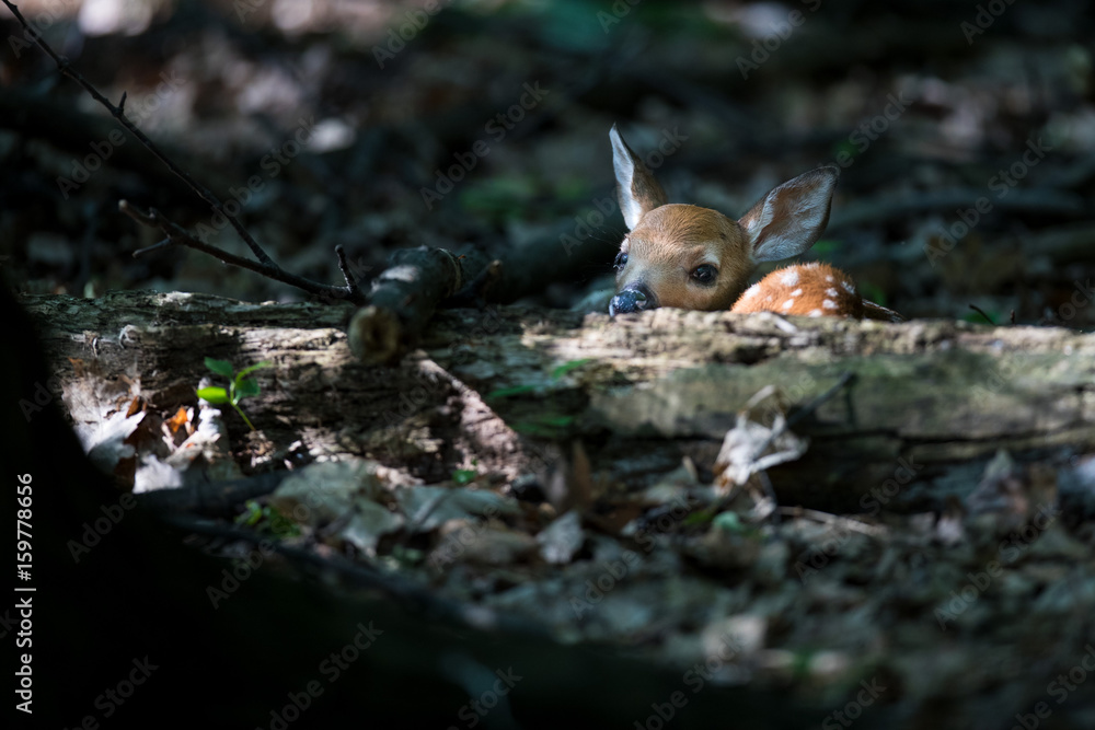 Obraz premium Fawn Deer in a Sunbeam