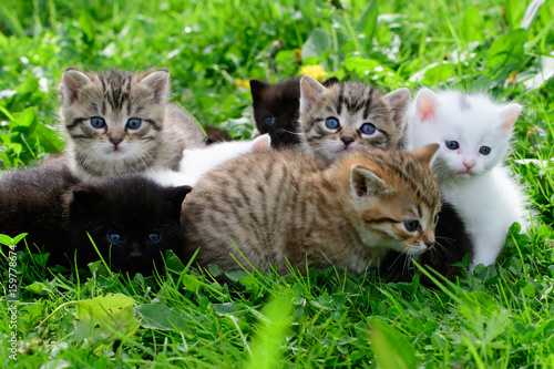 Valokuvatapetti Group of little kittens in the grass